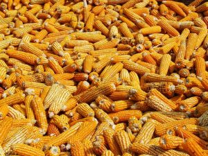 maize, to dry, annapurna-984635.jpg